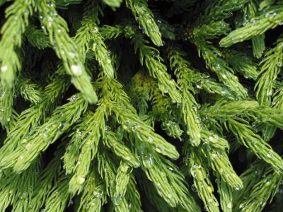 Furry Norfolk Pine Leaves