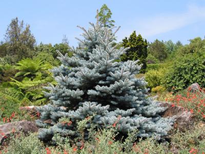 Silver Pine Tree
