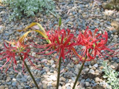 Nerine Lilies