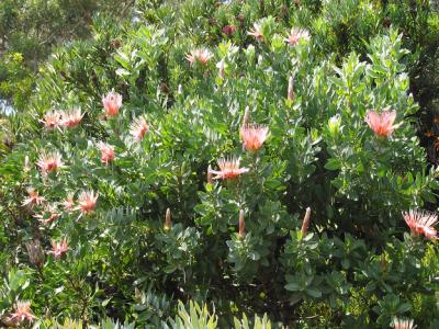 Pink Protea