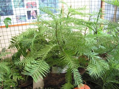 Wollemi Pine