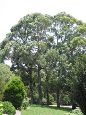 Gum Trees