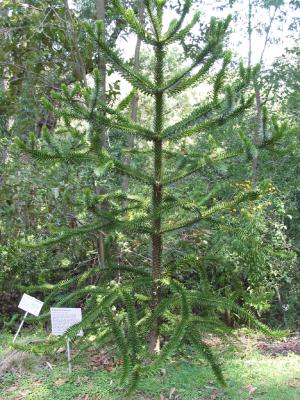 Prickly Tree