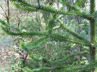 Prickly branch