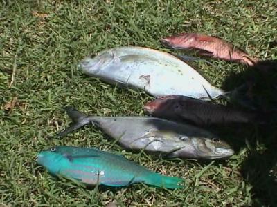 jon taba and wade tokoro's catch o the day!..rarotonga