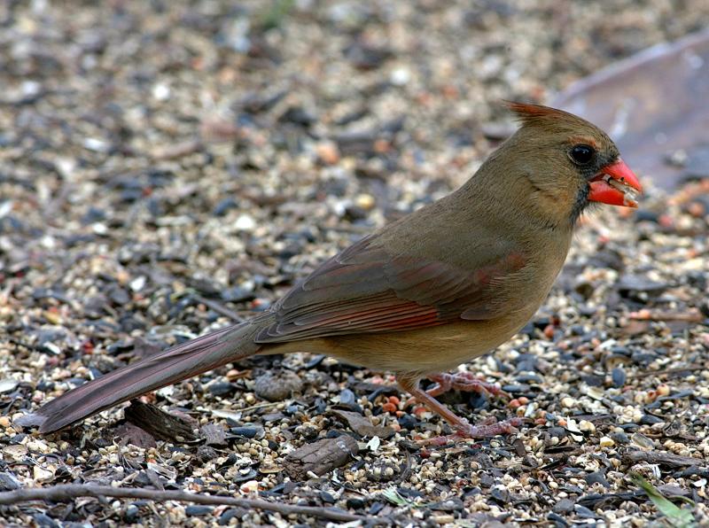 cardinal female 6
