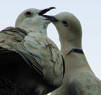 grey dove mating dance 2 detail