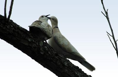 grey dove mating dance 2