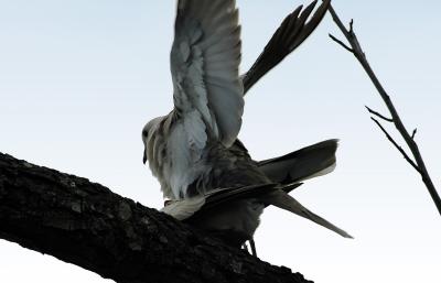 grey dove mating dance 3
