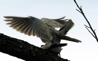 grey dove mating dance 4
