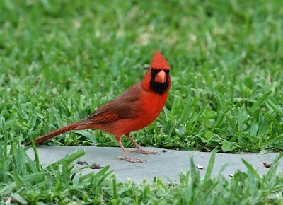 cardinal male 7