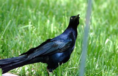 boat tailed grackle 2