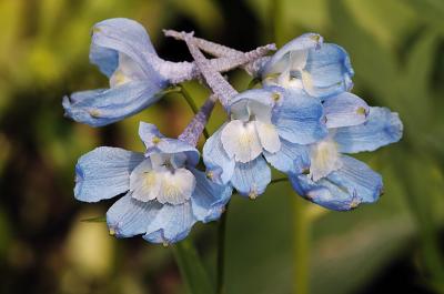 Delphinium sp 6