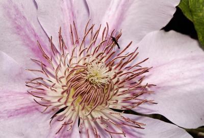 clematis 4