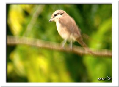 digiscoping