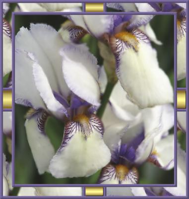 Iris 7c.jpg