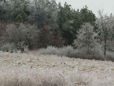 frozen field.jpg