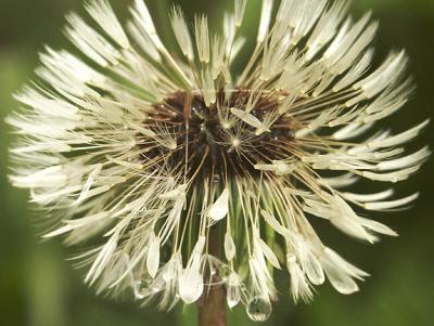 u25/baidinc/medium/15317325.dandelion.jpg