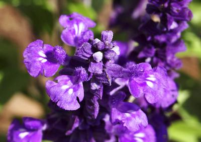 u25/baidinc/medium/15317422.purpleflowers.jpg
