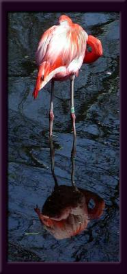 flamingoreflectionDSCN6995.jpg
