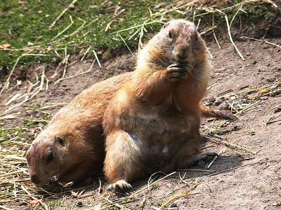 prairiedogsDSCN8769.jpg