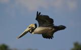 pelican glide