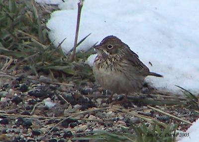 Lincolns Sparrow 134_3422  pbase 4-5-03.JPG