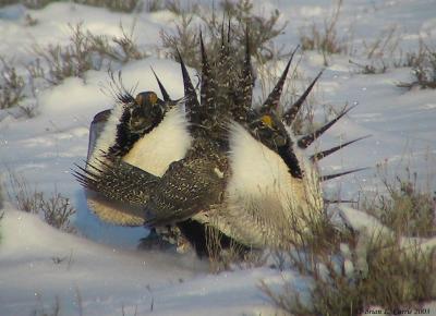 u25/bcurrie/medium/15216025.GreaterSageGrouse133_3351pbase4503.jpg