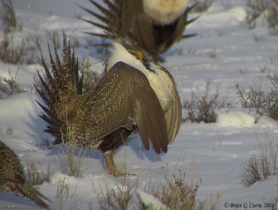 u25/bcurrie/medium/15216028.GreaterSageGrouse133_3346_Bpbase4603.jpg
