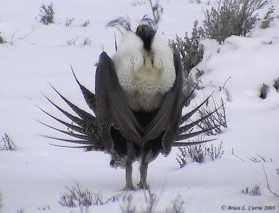 Greater Sage-Grouse 133_3319_C_filtered pbase 4-6-03.JPG