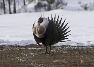 Greater Sage-Grouse 133_3364_F_filtered pbase 4-6-03.JPG
