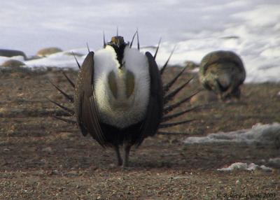 Greater Sage-Grouse 133_3365_G pbase 4-6-03.JPG