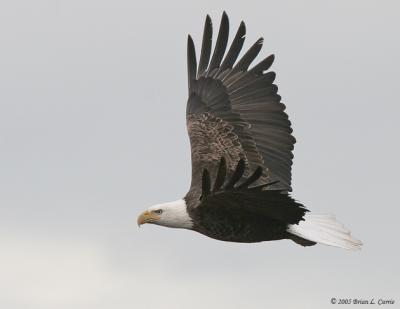Bald Eagle (20D) IMG_2001.jpg