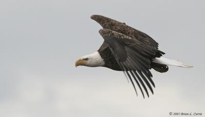 Bald Eagle (20D) IMG_2002.jpg
