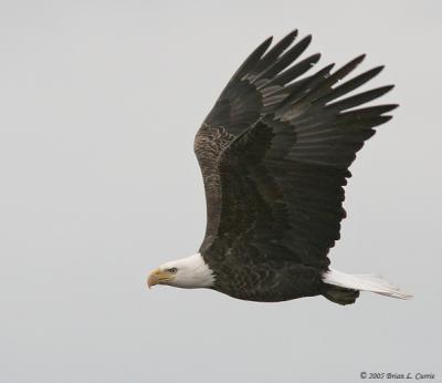 Bald Eagle (20D) IMG_2004.jpg