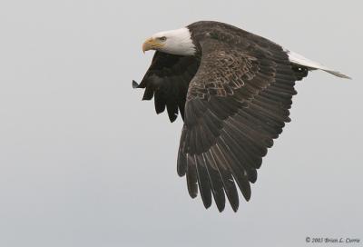 Bald Eagle (20D) IMG_2005.jpg