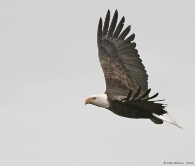 Bald Eagle (20D) IMG_2006.jpg