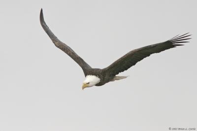 Bald Eagle (20D) IMG_2007.jpg