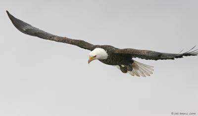 Bald Eagle (20D) IMG_2013.jpg