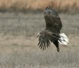 Bald Eagle (immature - 4th year) (20D) IMG_2071.jpg