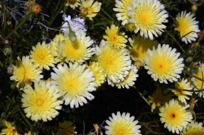 Desert Dandelion