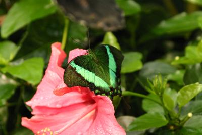 Butterfly-Papillon