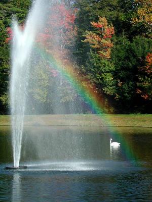 Swan in Rainbow