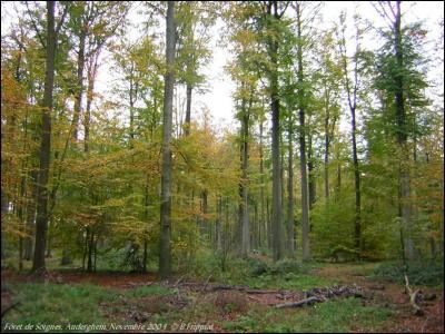 Forêt de Soignes. Auderghem. Novembre 2004.