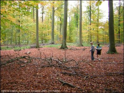 Fort de Soignes. Auderghem. Novembre 2004.