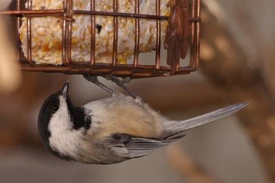 chickadee 012.jpg