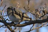 dark-eyed junco 010.jpg