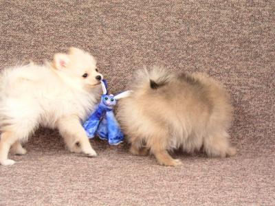 Mar11b_05_003.JPG