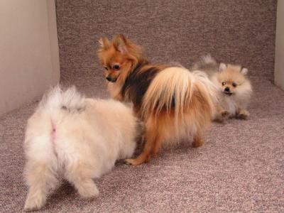 Mar11b_05_010.JPG