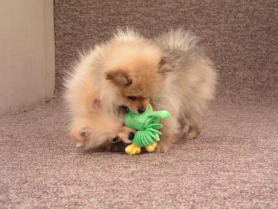 Mar11b_05_020.JPG